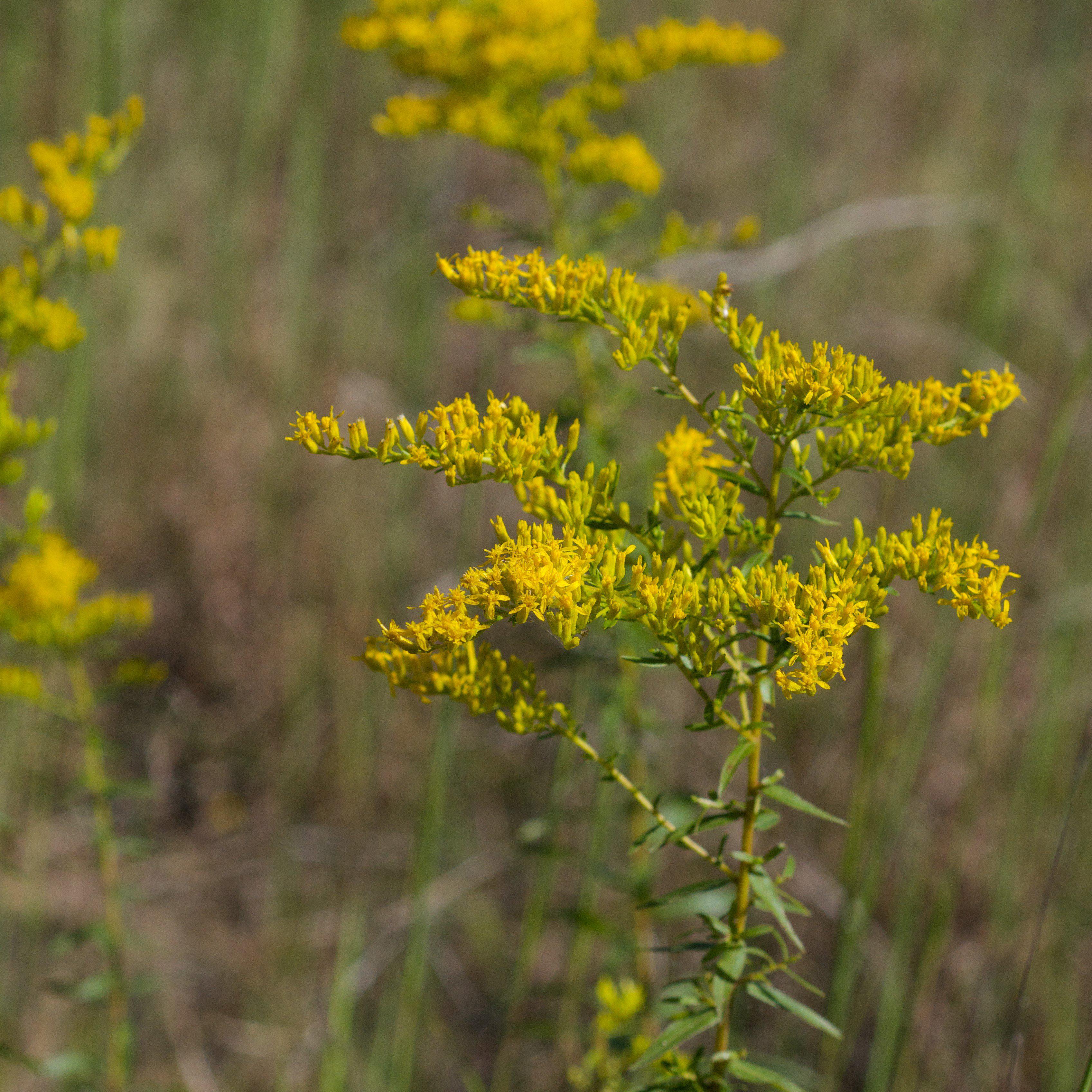 Goldenrod, Anise Scented Goldenrod
