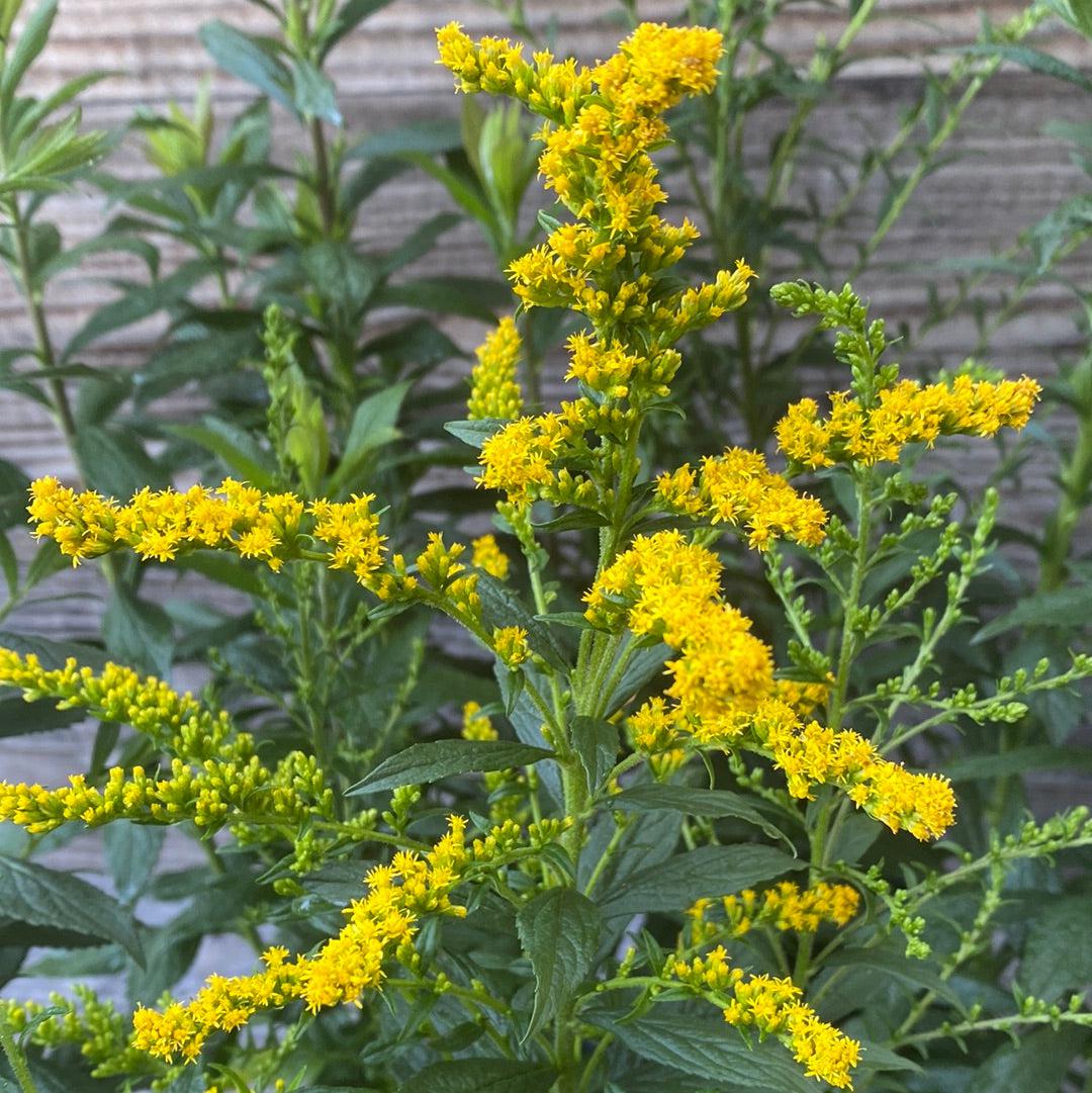 Goldenrod, Fireworks Goldenrod