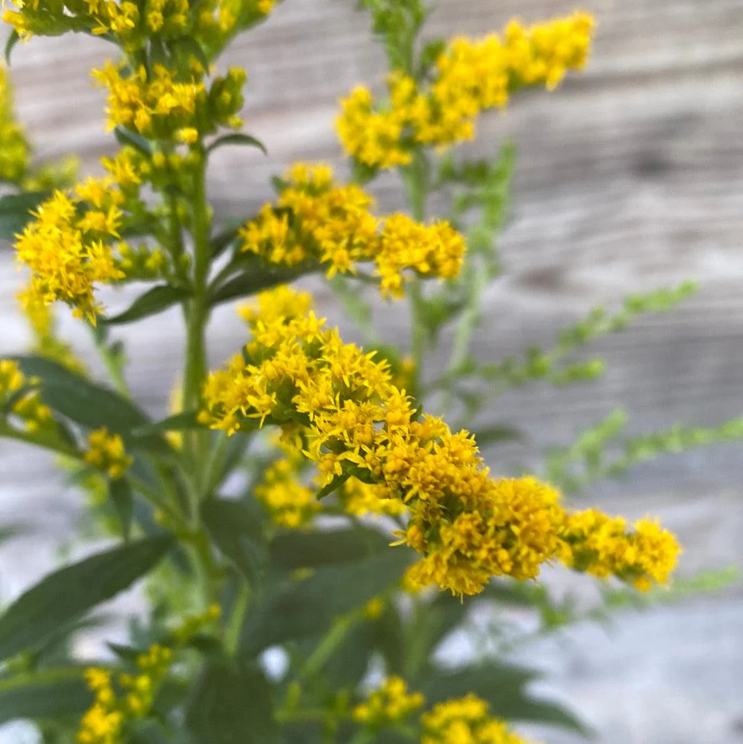 Goldenrod, Fireworks Goldenrod - Image 2