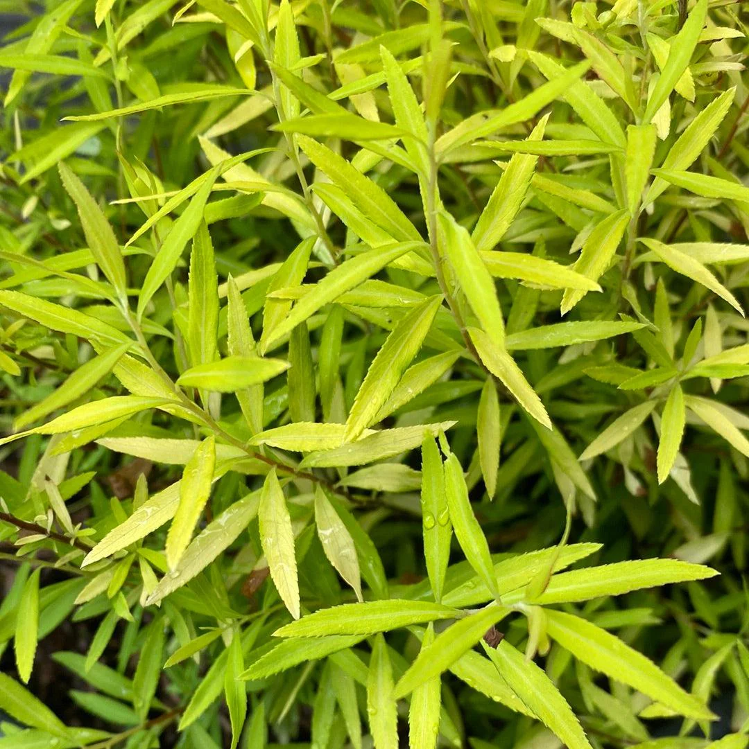 Spirea, Gold Thread™ Spirea, Mellow Yellow Spiraea - Image 3
