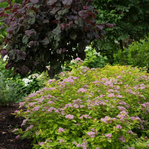 Spirea, Double Play® Big Bang Spirea - Image 3