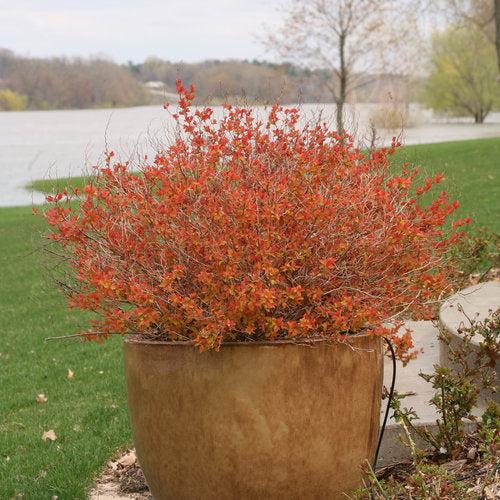 Spirea, Double Play® Big Bang Spirea - Image 4