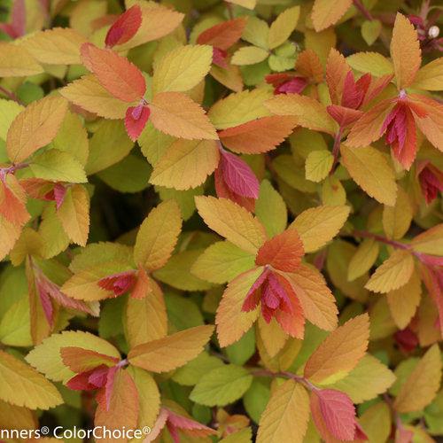 Spirea, Double Play® Big Bang Spirea - Image 5