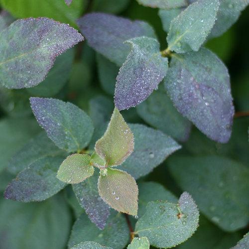 Spirea, Double Play® Blue Kazoo Spirea - Image 2