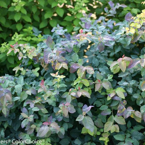 Spirea, Double Play® Blue Kazoo Spirea - Image 3