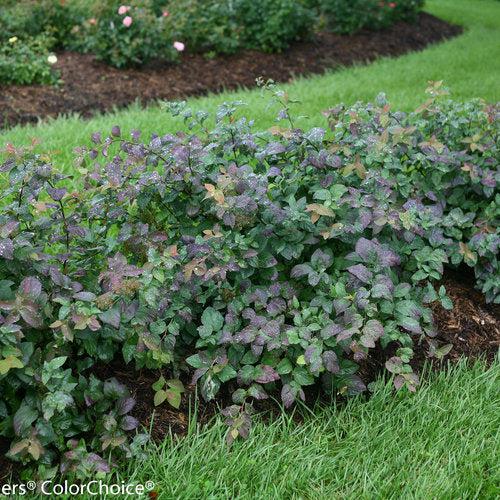 Spirea, Double Play® Blue Kazoo Spirea - Image 4