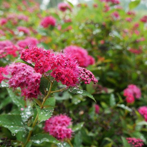 Spirea, Double Play® Doozie Spirea - Image 3