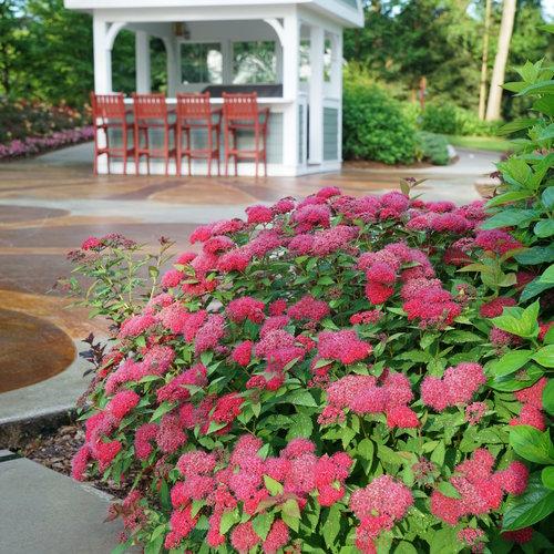 Spirea, Double Play® Doozie Spirea - Image 4