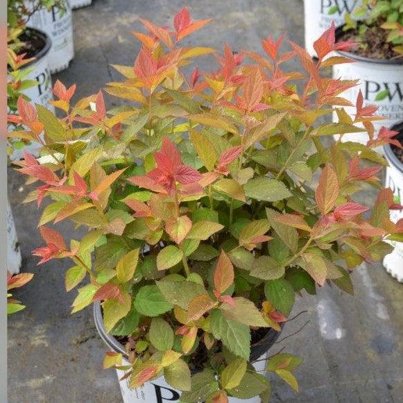 Spirea, Double Play® Doozie Spirea - Image 5
