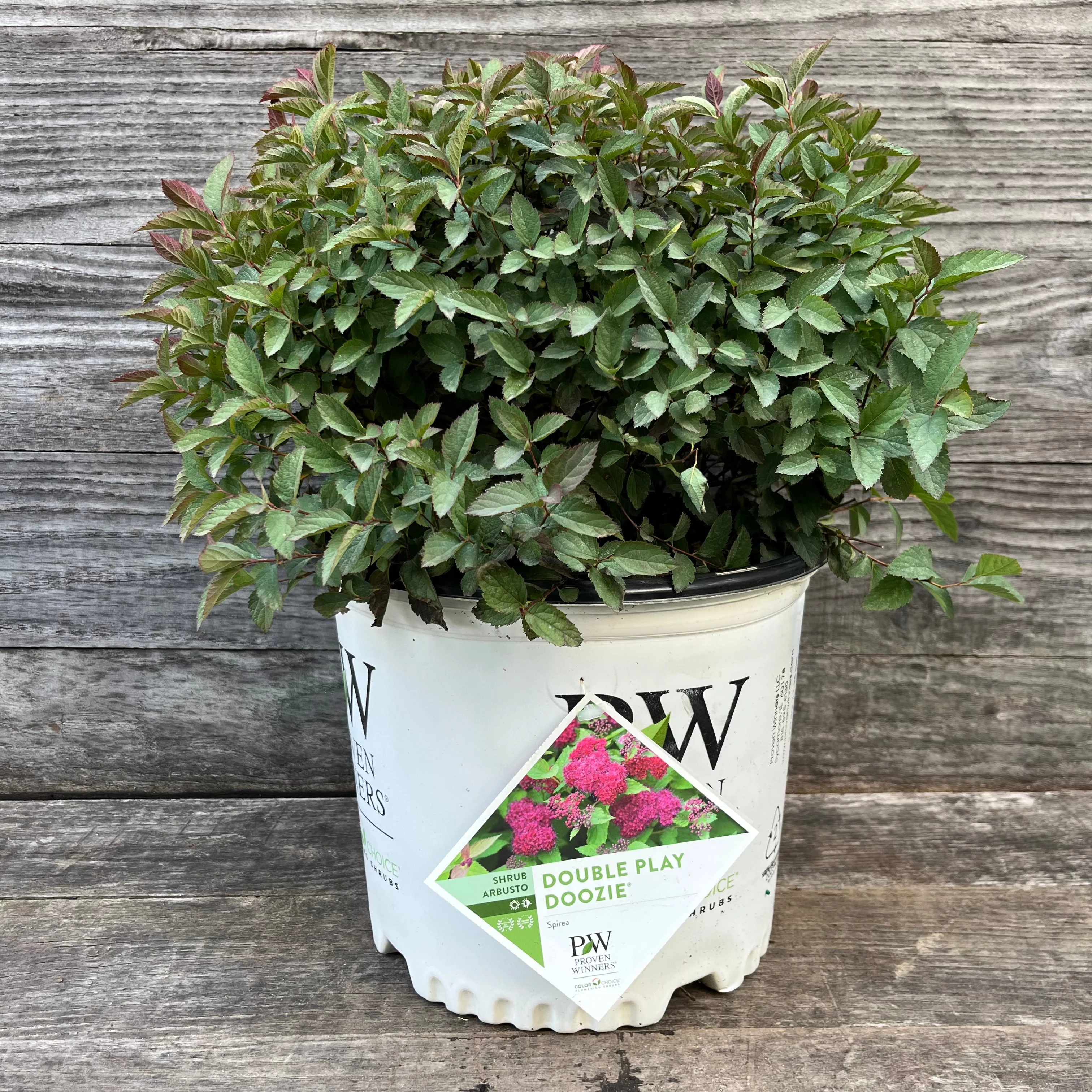 Spirea, Double Play® Doozie Spirea - Image 6