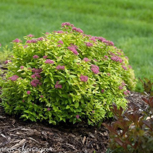 Spirea, Double Play® Gold Spirea - Image 3