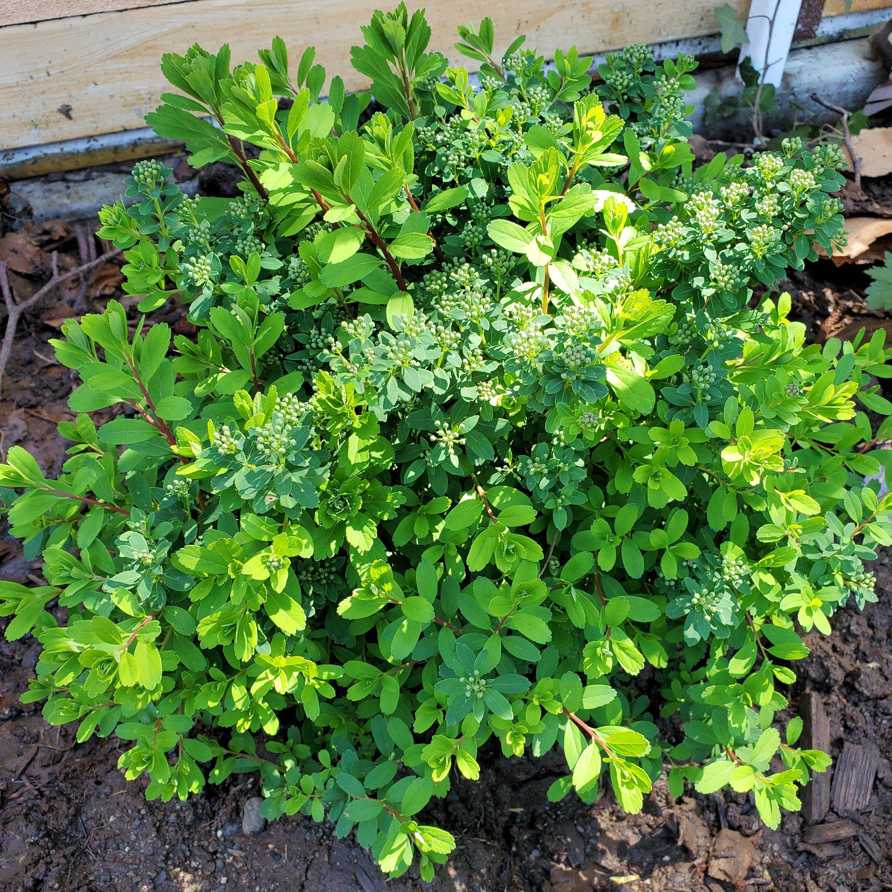 Spirea, Snowmound Spirea - Image 3