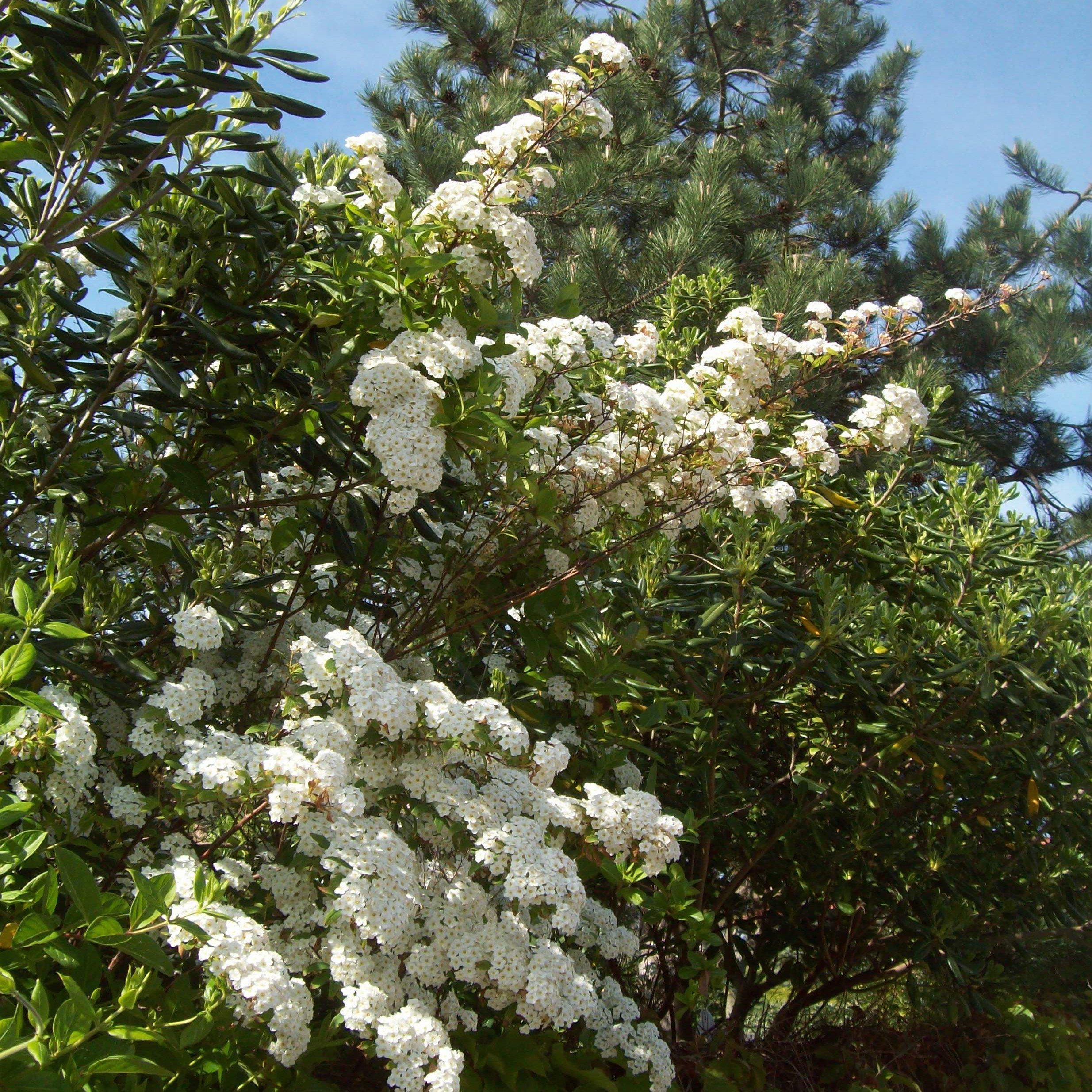 Spirea, Snowmound Spirea - Image 4