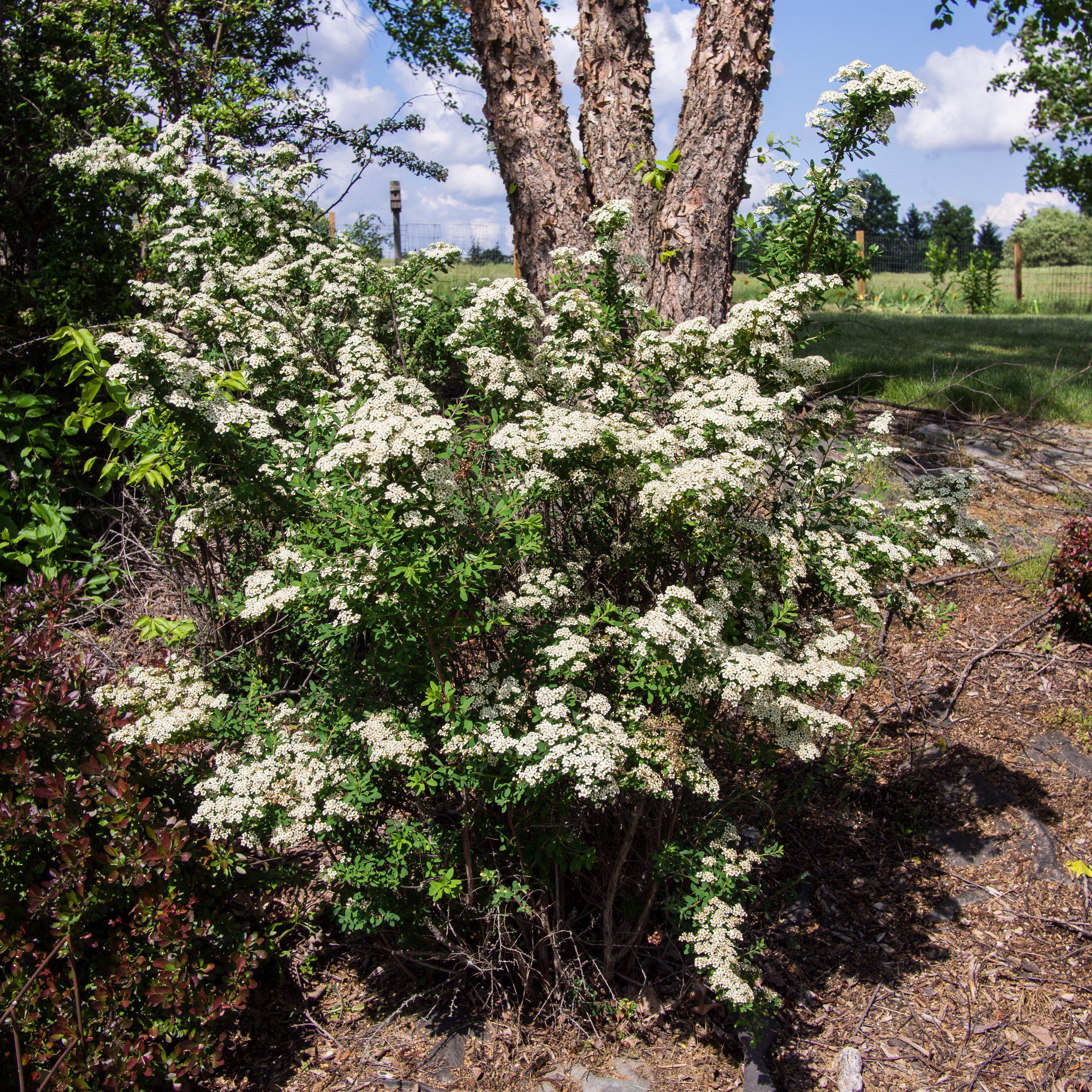 Spirea, Snowmound Spirea - Image 5
