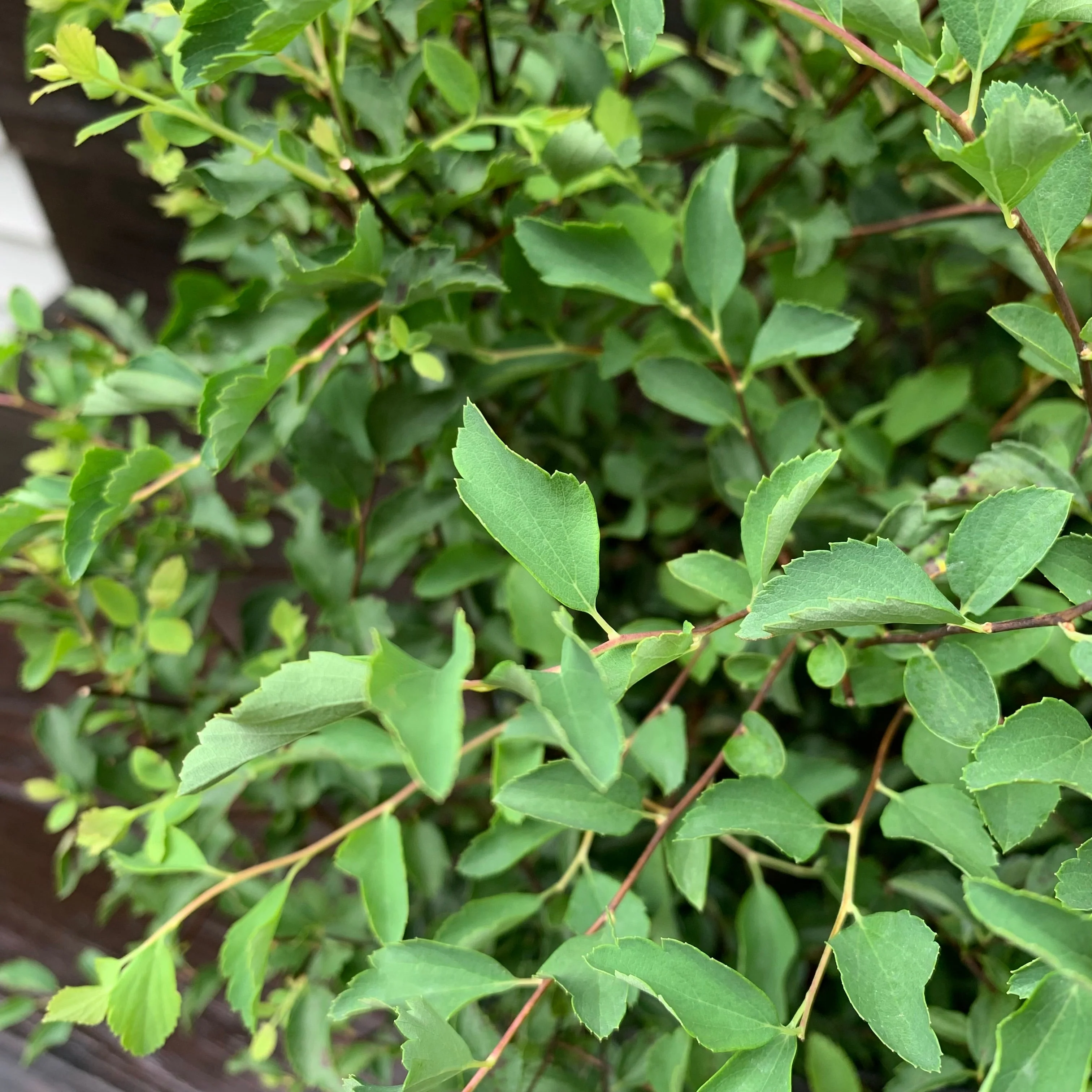 Spirea, Renaissance Spirea - Image 3
