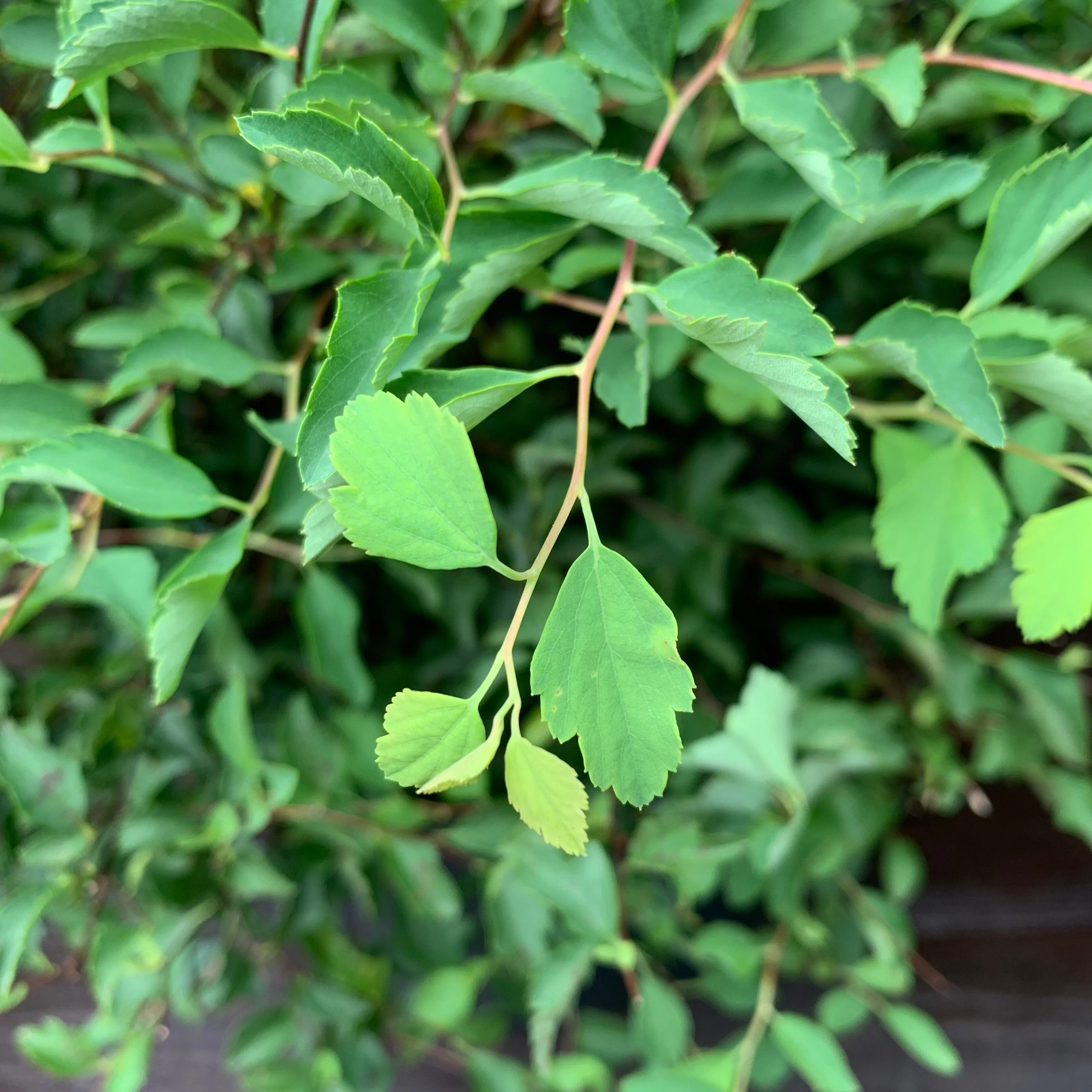 Spirea, Renaissance Spirea - Image 4