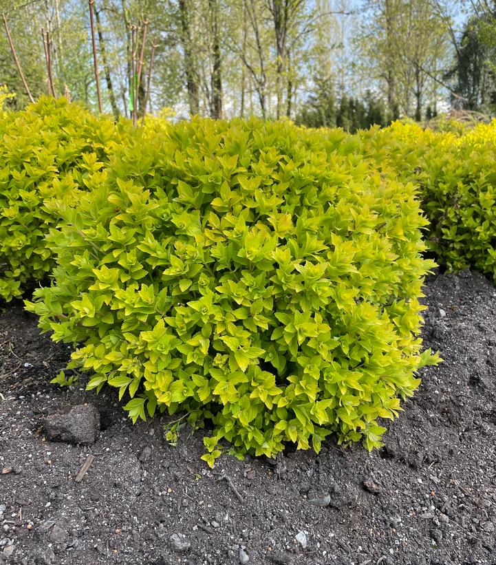 Spirea, Pineapple Poprocks Spirea - Image 2