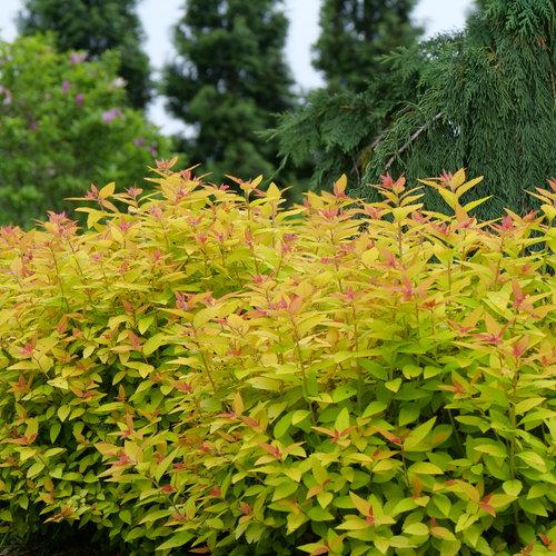 Spirea, Double Play® Candy Corn® Spirea - Image 10