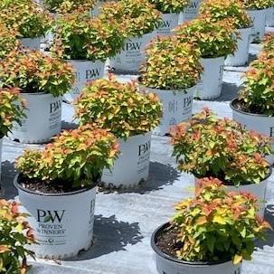 Spirea, Double Play® Candy Corn® Spirea - Image 11