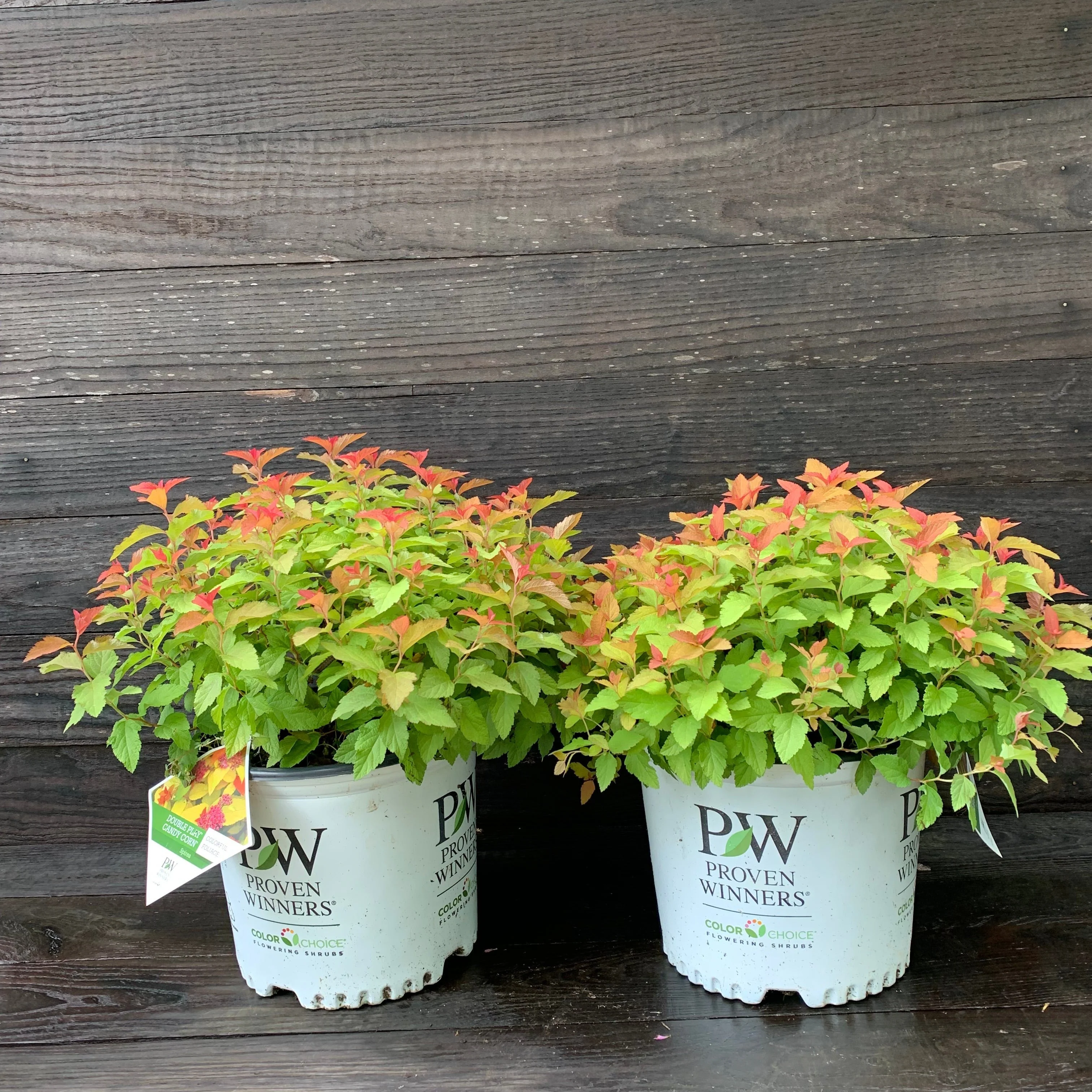 Spirea, Double Play® Candy Corn® Spirea - Image 3