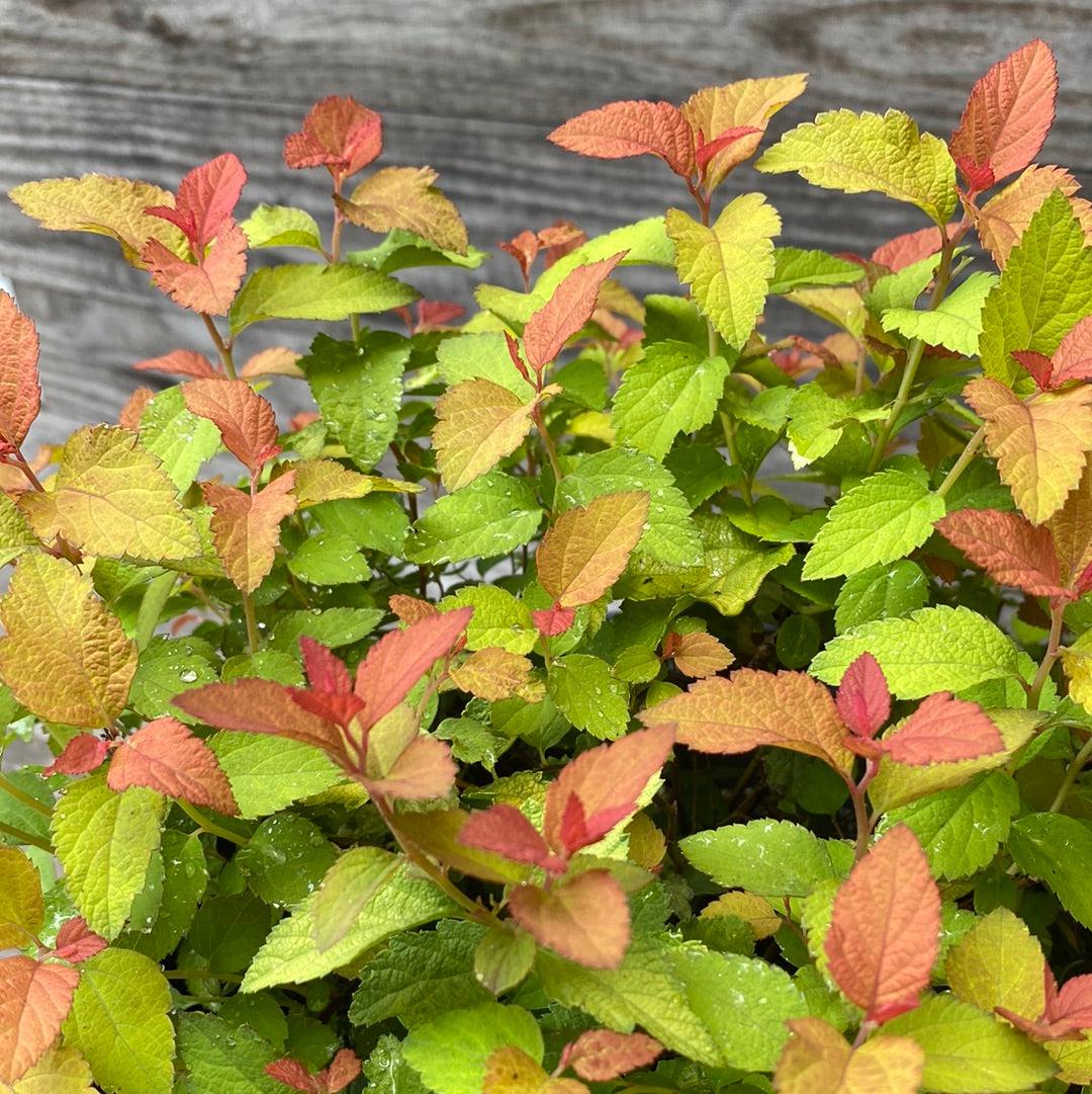 Spirea, Double Play® Candy Corn® Spirea - Image 4