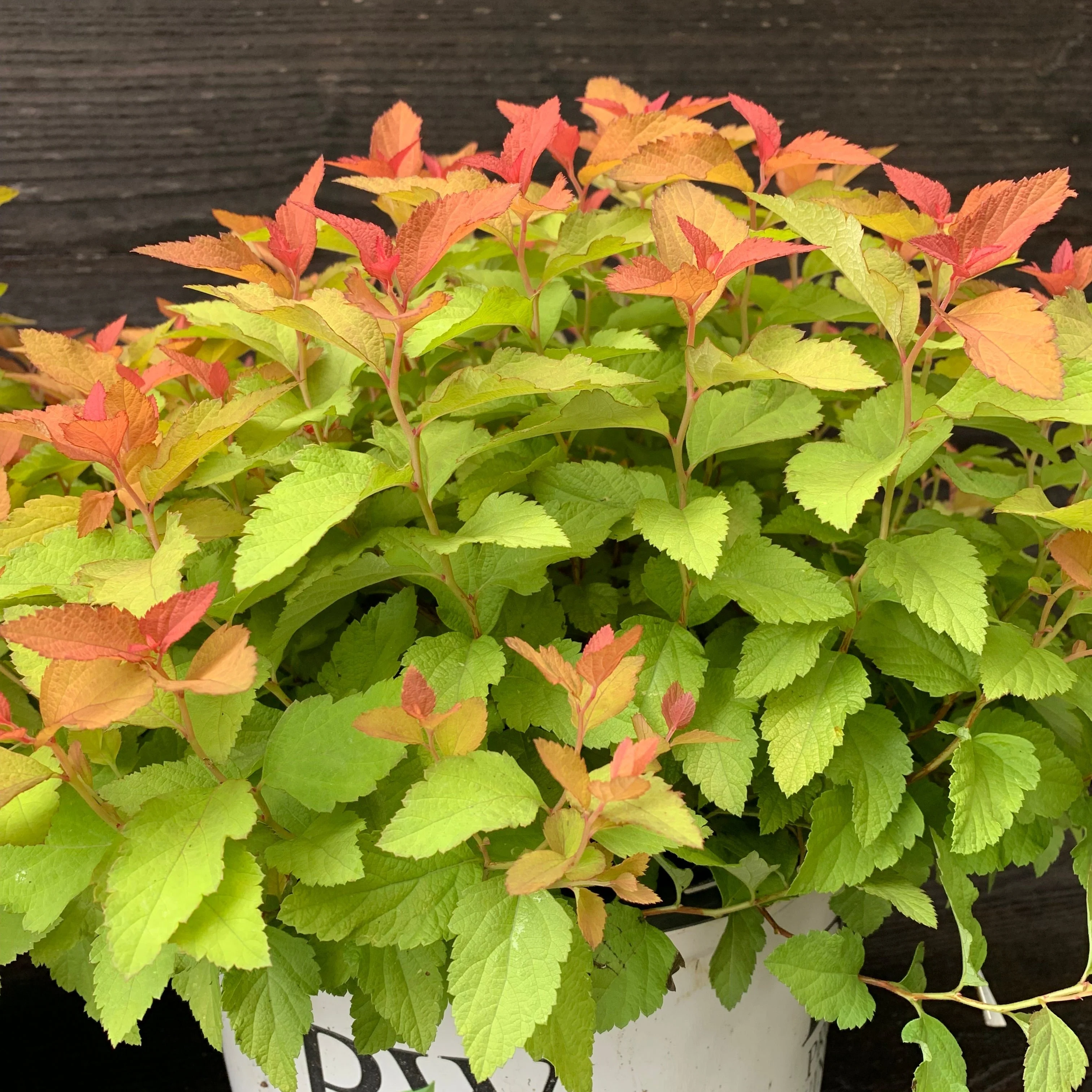 Spirea, Double Play® Candy Corn® Spirea - Image 5