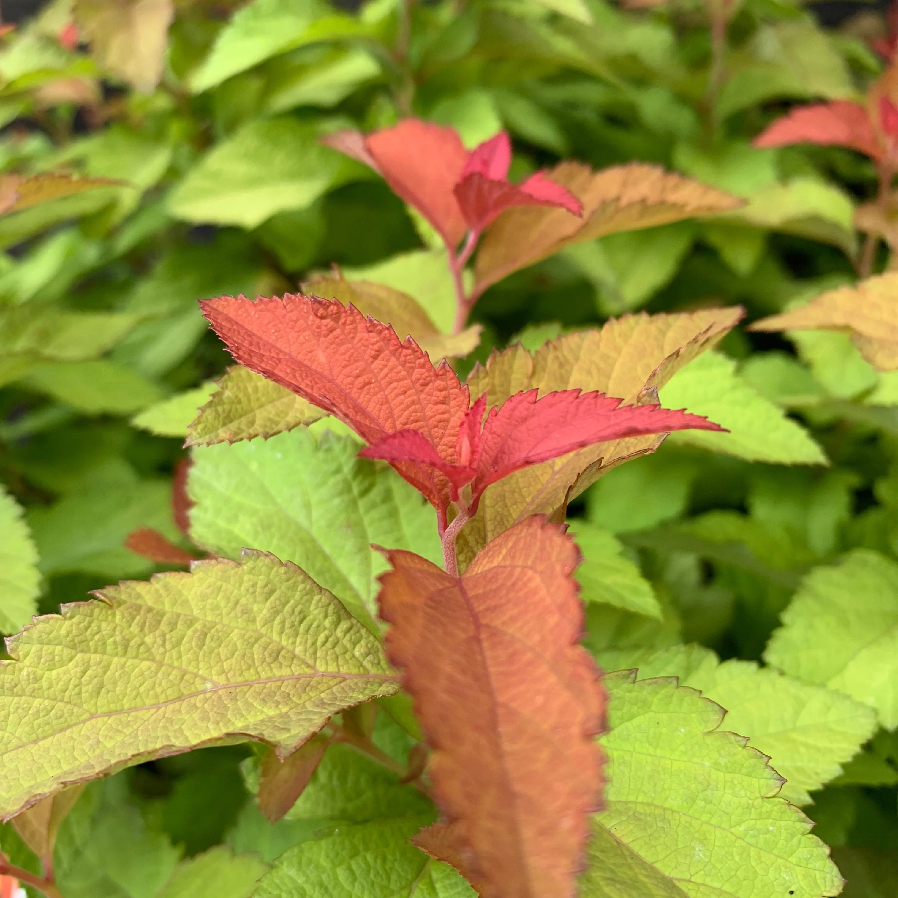 Spirea, Double Play® Candy Corn® Spirea - Image 6