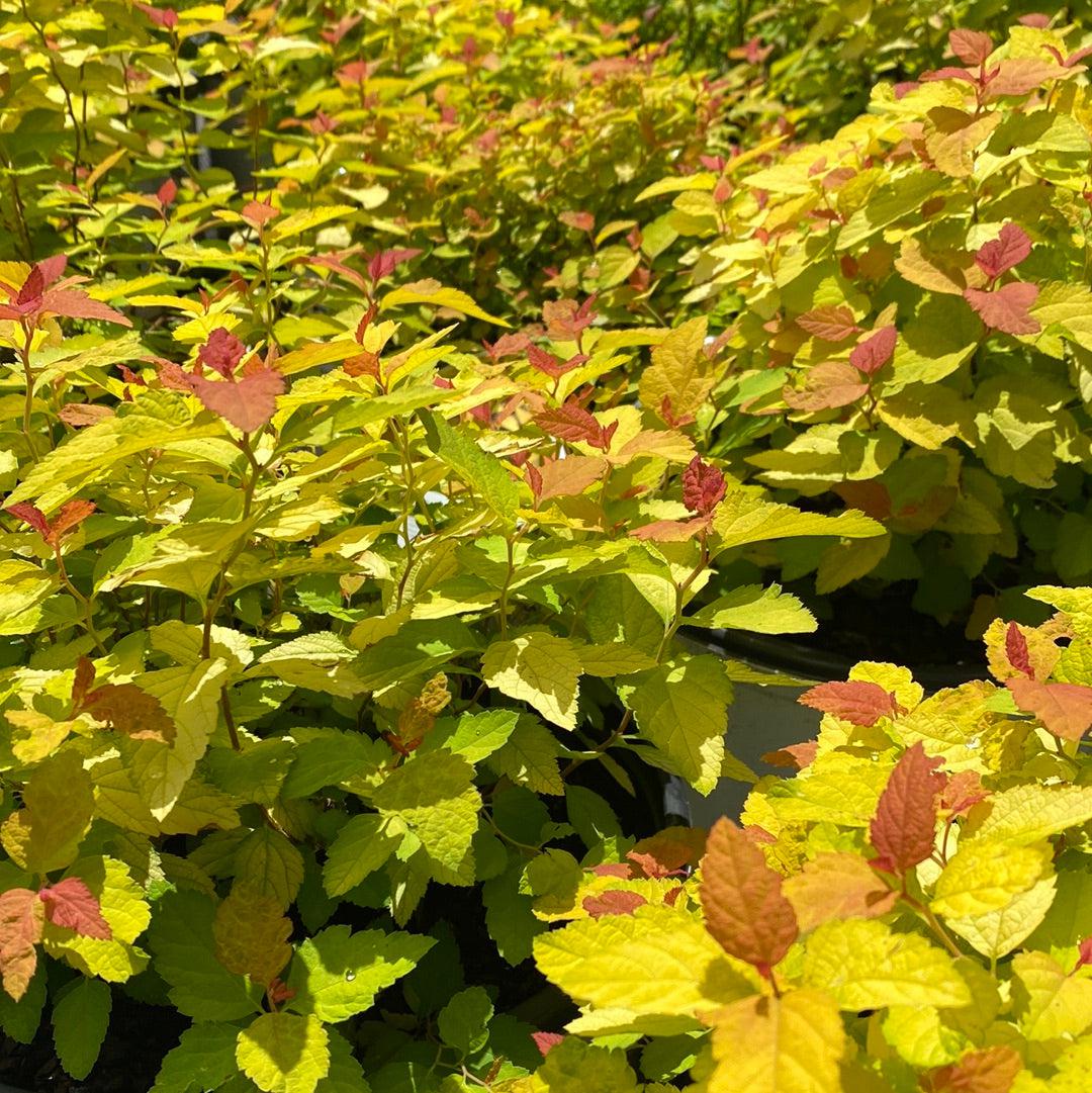 Spirea, Double Play® Candy Corn® Spirea - Image 7