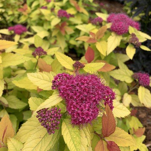 Spirea, Double Play® Candy Corn® Spirea - Image 8