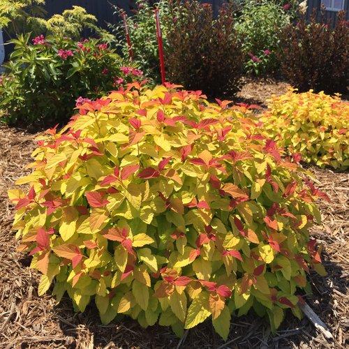 Spirea, Double Play® Candy Corn® Spirea - Image 9