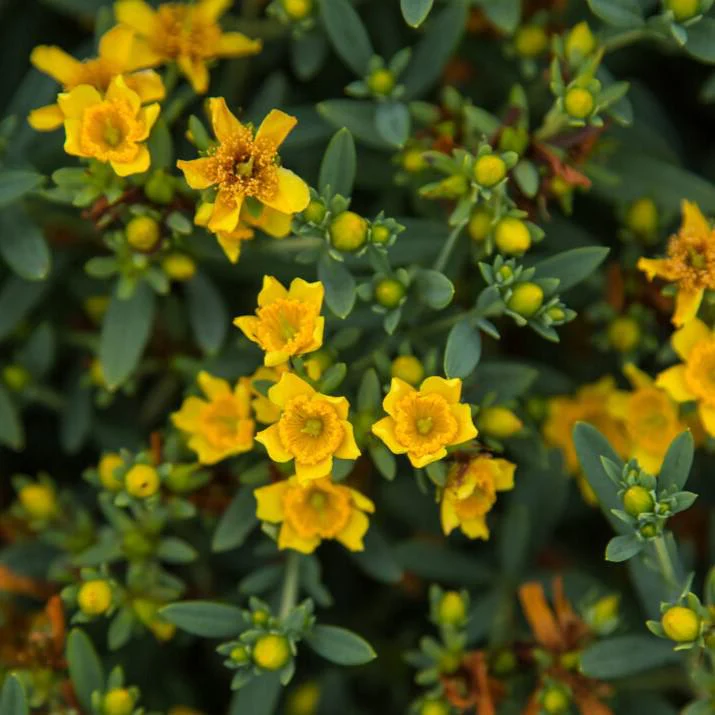 St. John's Wort, First Editions® Cobalt-n-Gold™ St. John's Wort