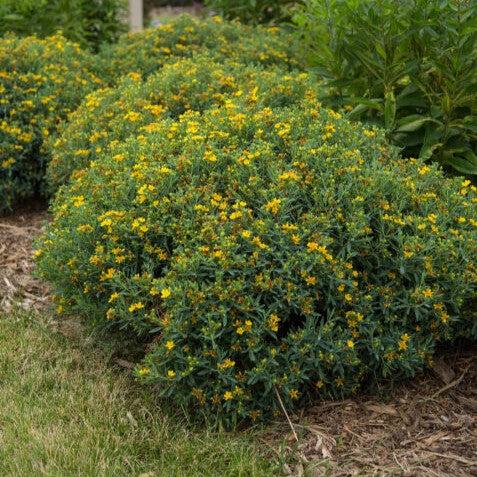 St. John's Wort, First Editions® Cobalt-n-Gold™ St. John's Wort - Image 2