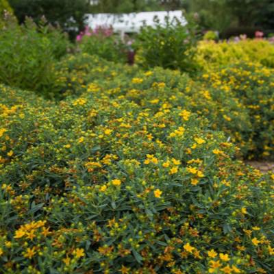 St. John's Wort, First Editions® Cobalt-n-Gold™ St. John's Wort - Image 3