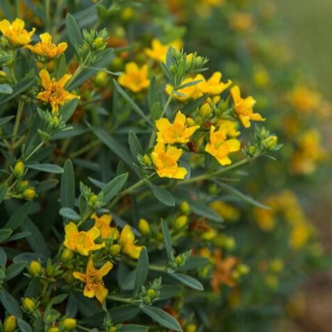St. John's Wort, First Editions® Cobalt-n-Gold™ St. John's Wort - Image 4