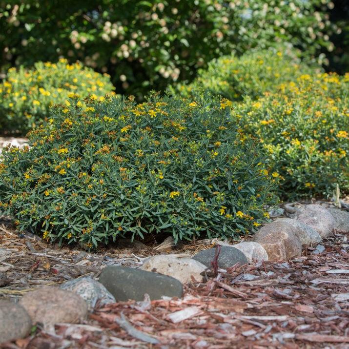 St. John's Wort, First Editions® Cobalt-n-Gold™ St. John's Wort - Image 5