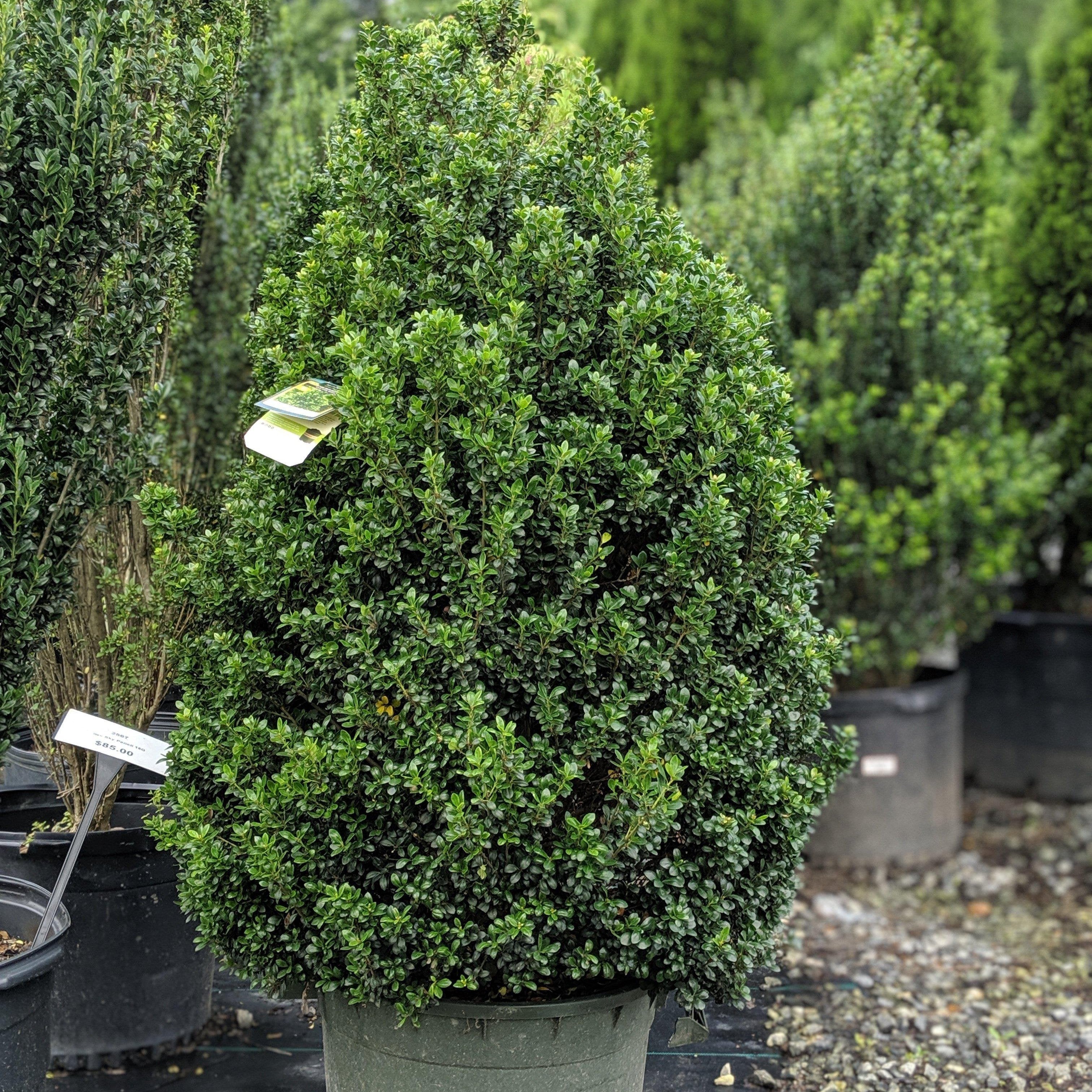 Holly, Steeds Upright Japanese Holly