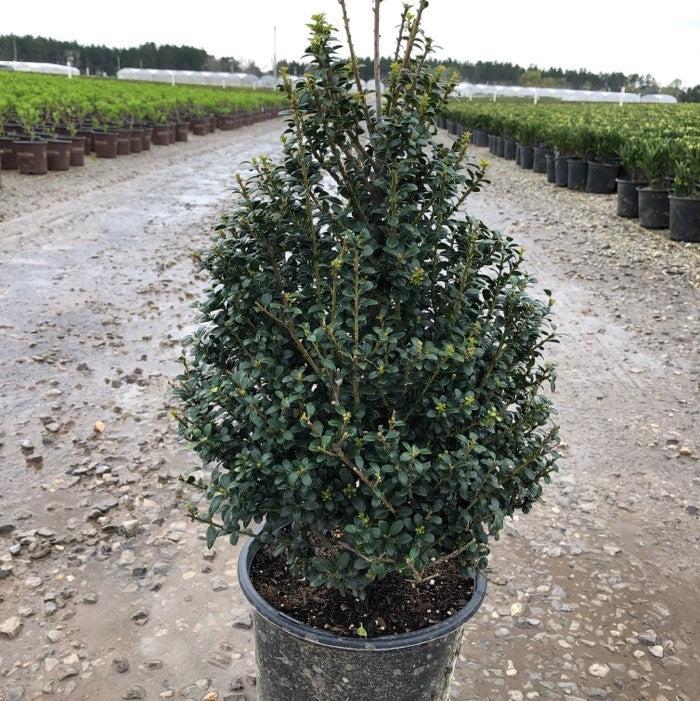 Holly, Steeds Upright Japanese Holly - Image 3