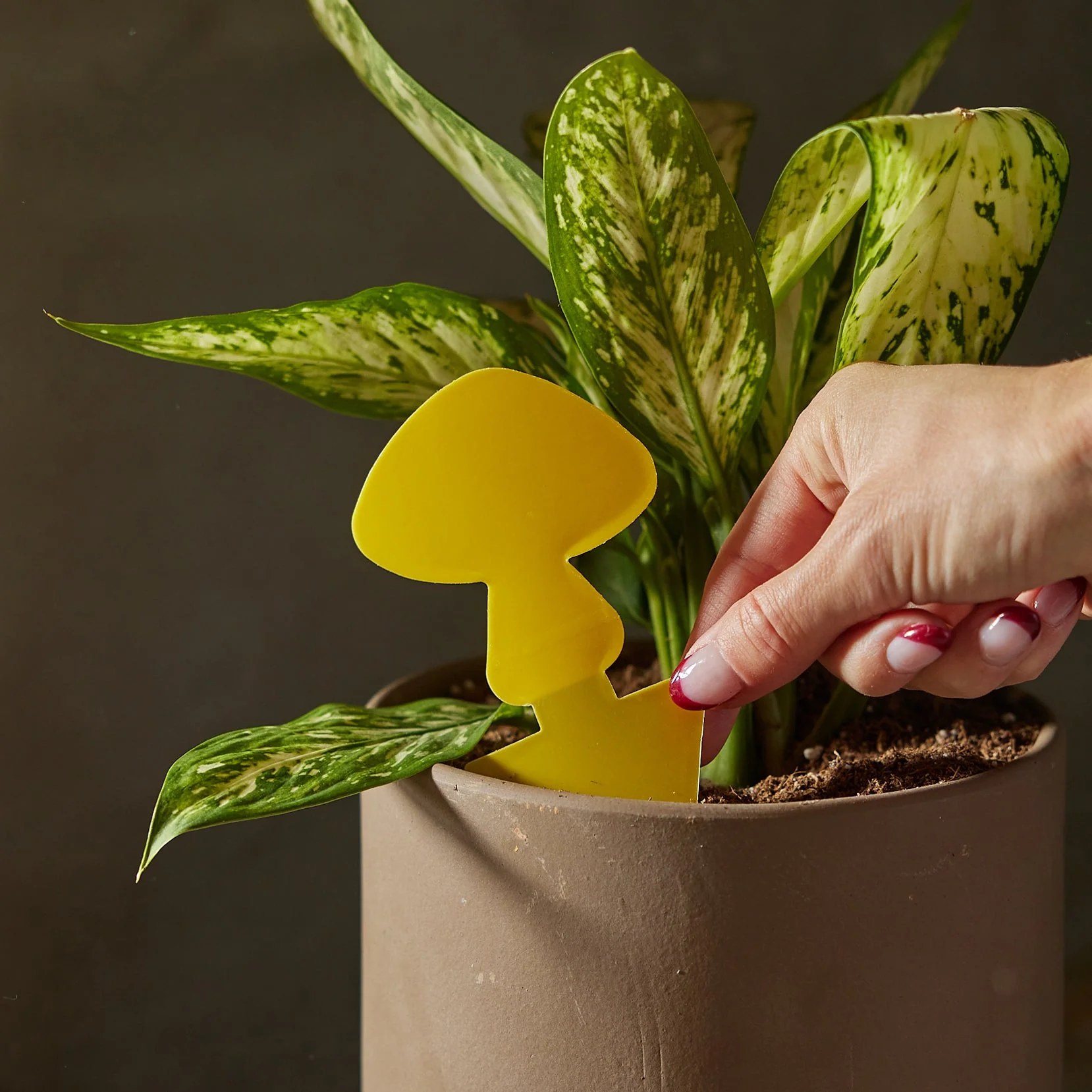 Sticky Traps for Plant Pests - Image 6