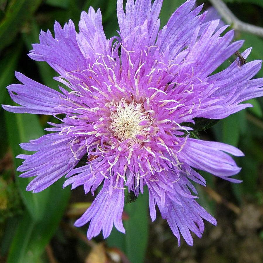 Aster, Honeysong Purple Stoke's Aster - Image 3