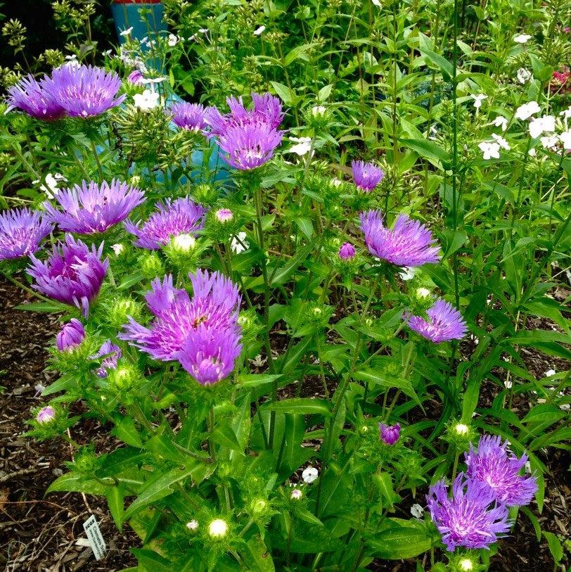 Aster, Mel's Blue Stokes' Aster - Image 3