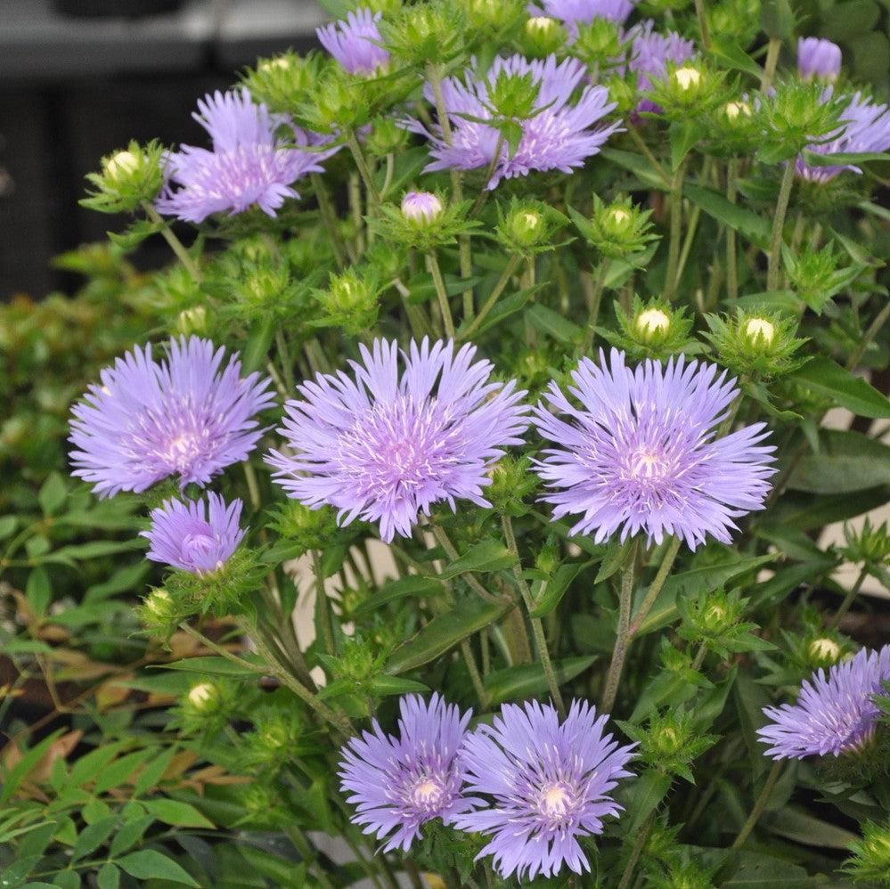 Aster, Mel's Blue Stokes' Aster - Image 4