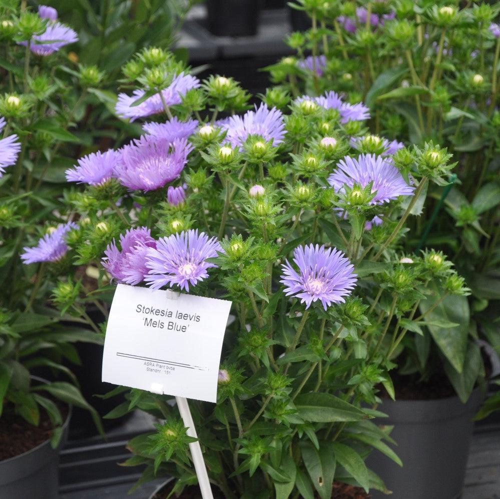 Aster, Mel's Blue Stokes' Aster - Image 5