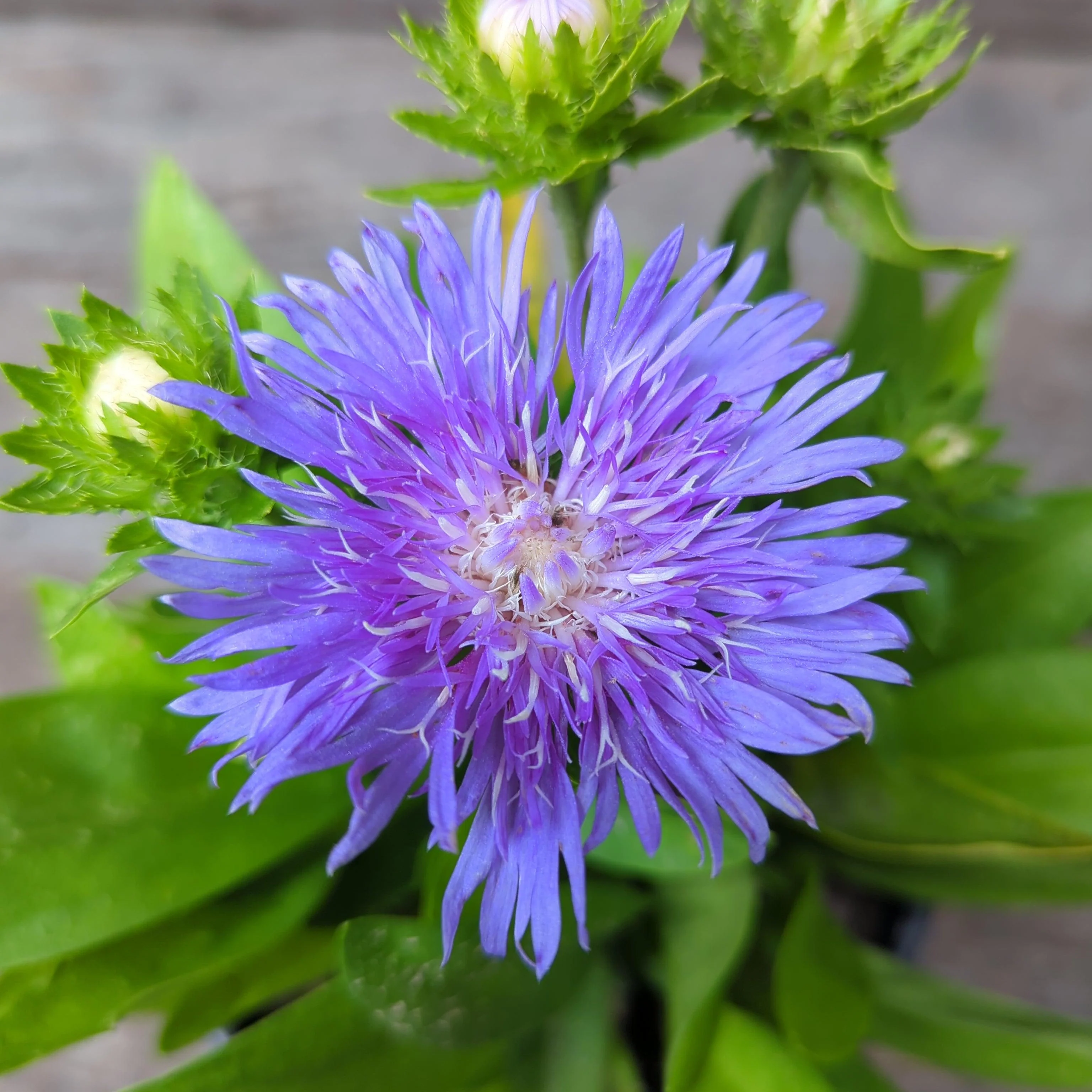 Aster, Peachie's Pick Stoke's Aster - Image 3