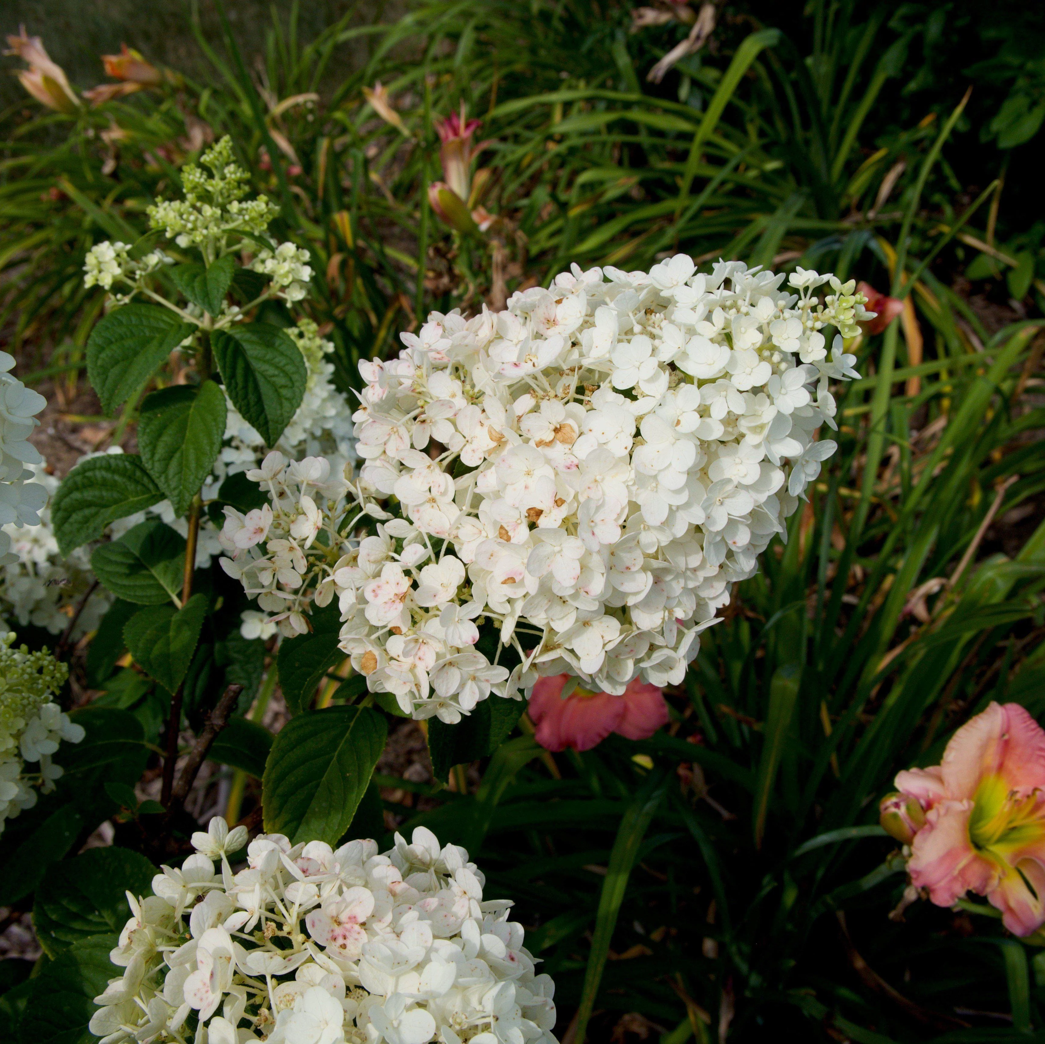 Hydrangea, First Editions® Strawberry Sundae® Paniculata Hydrangea - Image 2