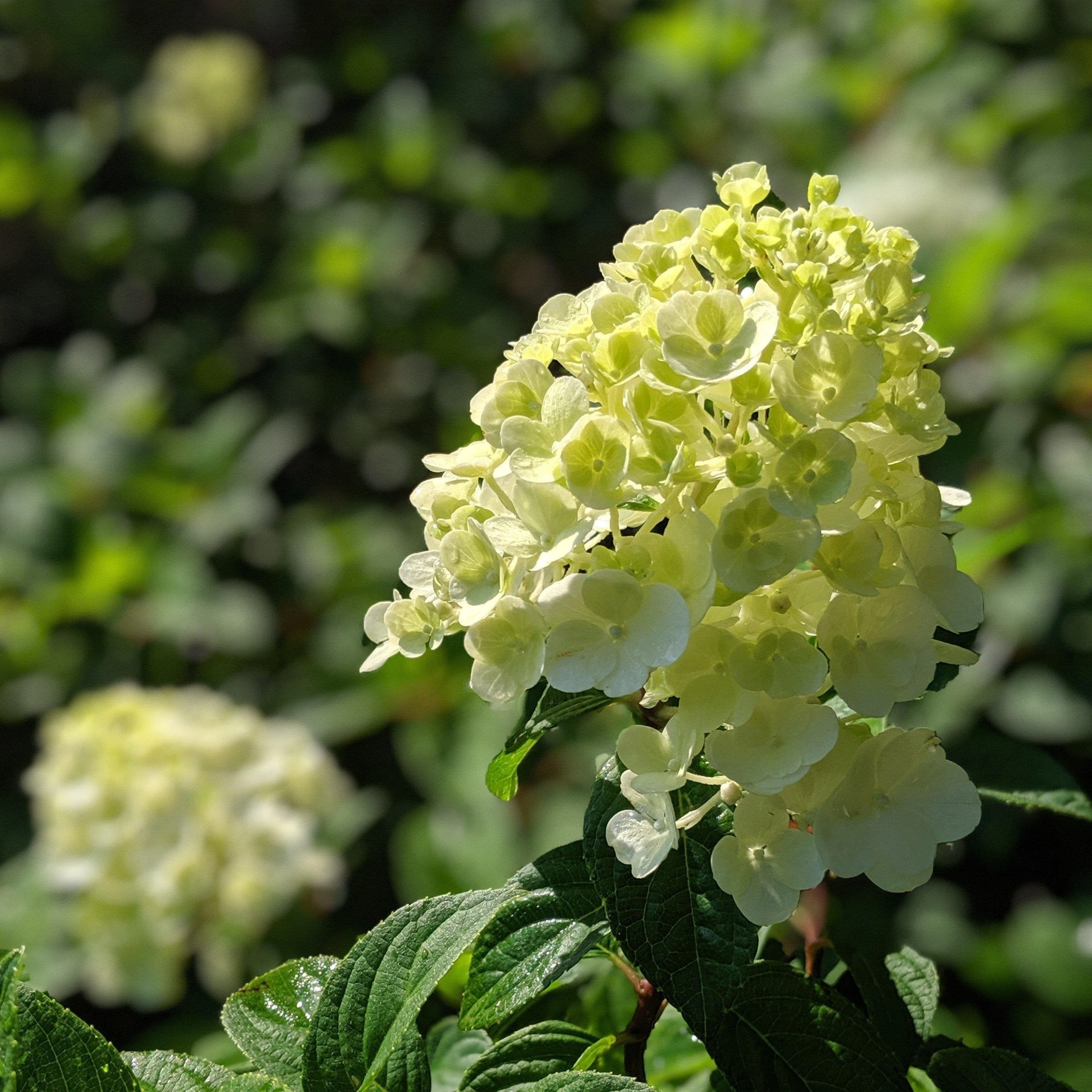 Hydrangea, First Editions® Strawberry Sundae® Paniculata Hydrangea - Image 3