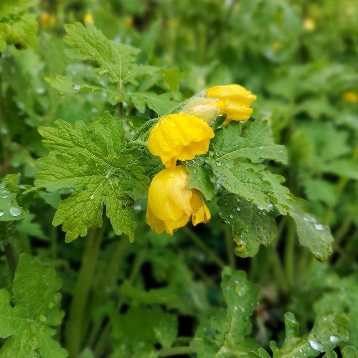 Poppies, Celandine Poppy