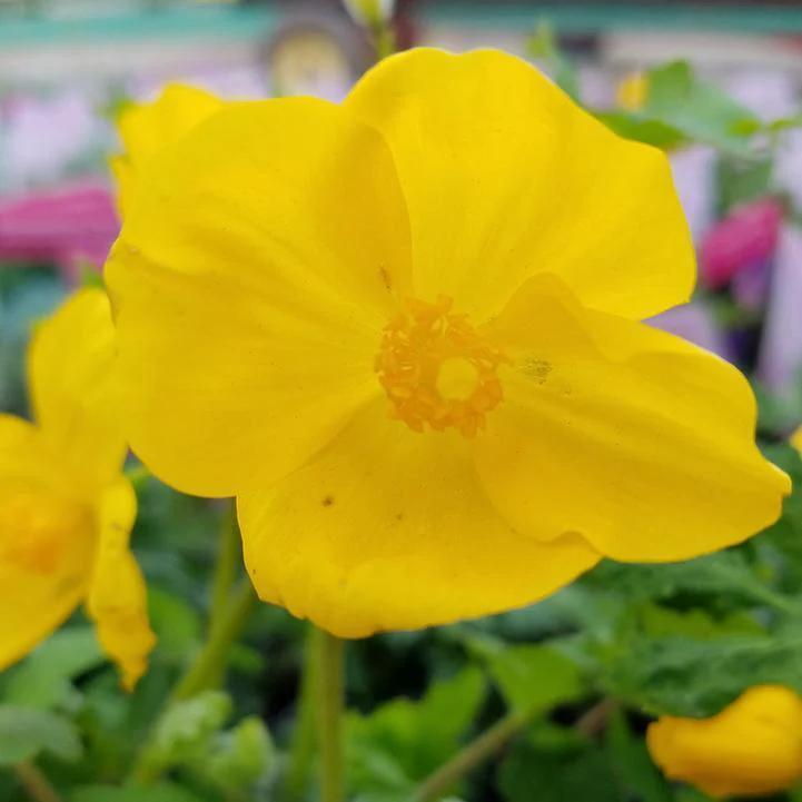 Poppies, Celandine Poppy - Image 2