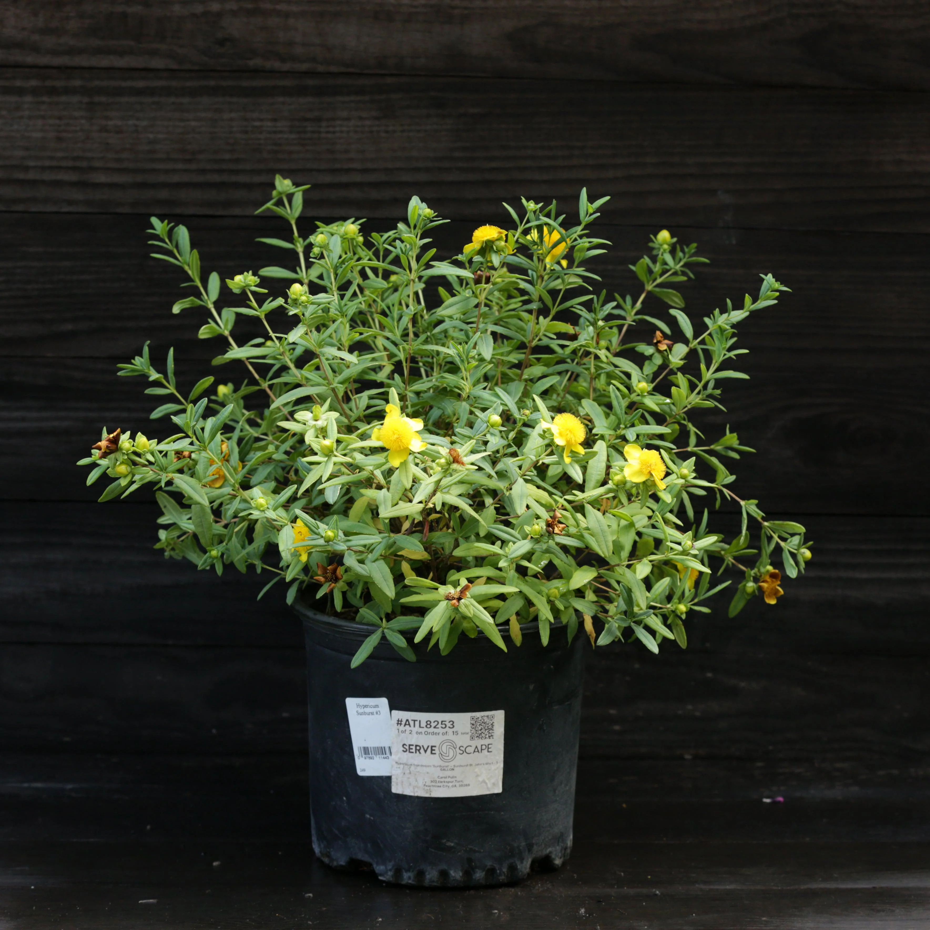 St. John's Wort, Sunburst St. John's Wort - Image 6