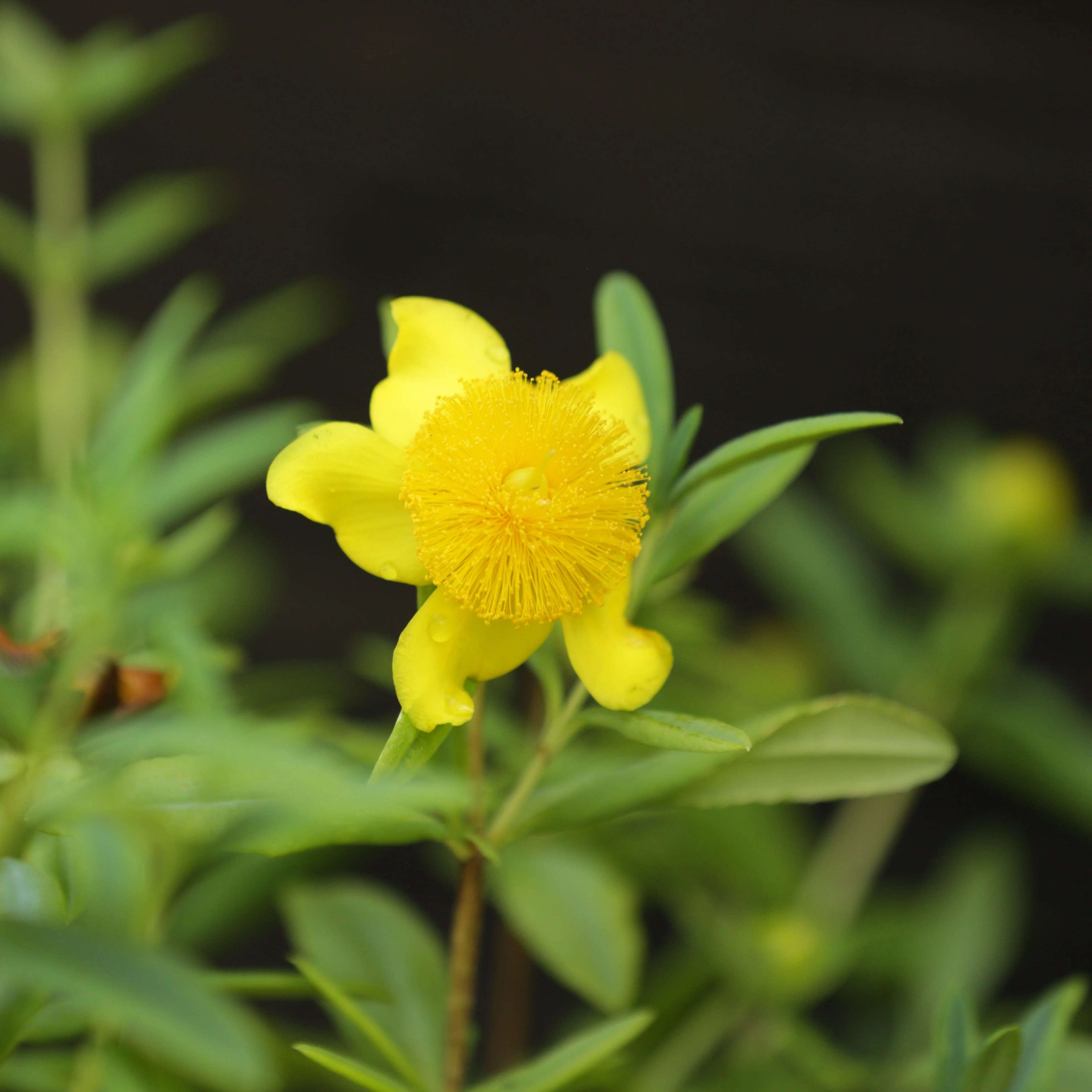 St. John's Wort, Sunburst St. John's Wort - Image 7