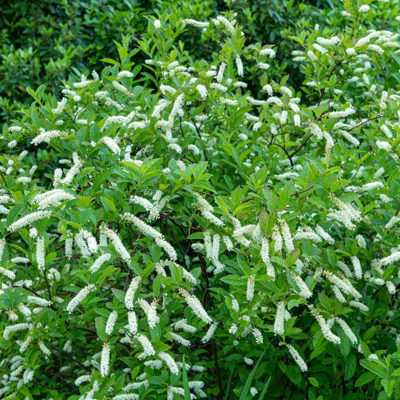 Sweetspire, First Editions® Love Child® Sweetspire